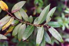 California bay laurel