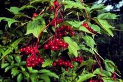 American cranberry viburnum