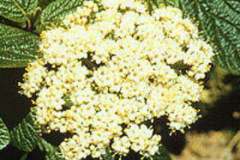 Alleghany viburnum flowering