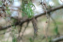 Japanese larch