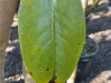 Magnolia grandiflora