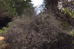 Manzanita 