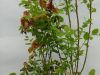 Red huckleberry, Vaccinium parvifolium