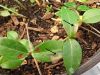 Periwinkle, Vinca minor