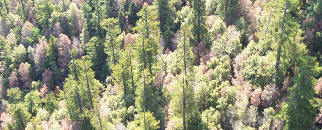 What Tree Species Susceptible to a Disease Related to Sudden Oak Death 