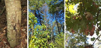 Oak mortality symptoms on bark and leaves