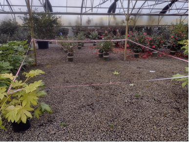 P. ramorum positive plants were detected in this area in Nursery B
