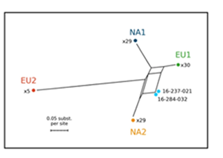 Neighbor-net phylogenetic network reconstructed from a matrix of pairwise Nei’s genetic distances between isolates of P. ramorum