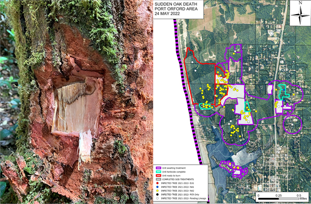 NA2 lineage canker on tanoak and map of Port Orford, OR