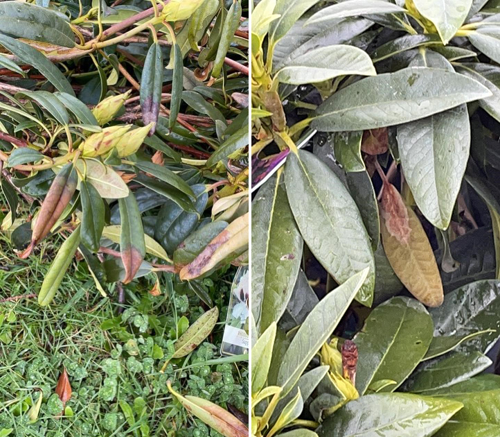 Two positive Rhododendron plants from the Linn County delimitation inspection