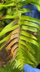 Phytophthora ramorum symptoms on western swordfern at a residence in Oregon. Photo: Annie Debauw, ODA