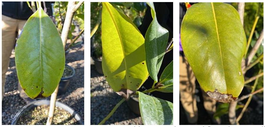 Symptoms on P. ramorum positive Magnolia grandiflora plants.
