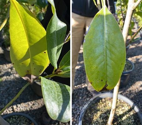 P. ramorum symptoms on Magnolia grandiflora plants. The plants were confirmed positive by the ODA plant health laboratory.