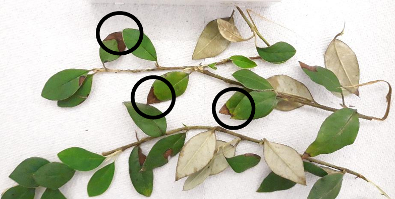 Symptomatic leaves of C. pannosus sampled in Marin Co. Photo: NORS-DUC.