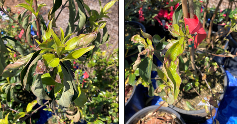 P. ramorum leaf spots on Cornus capitata nursery stock. Photos: S. Griffard, Humboldt Co. Ag. Dept.