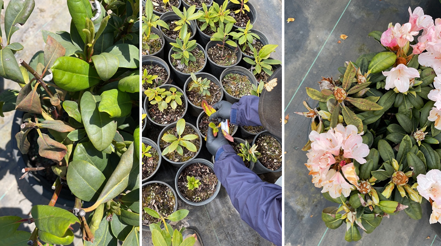 Rhododendron plants found to be positive for P. ramorum during the spring 2023 delimitation inspections in Oregon. The infected plants show damage on leaves. Photos: ODA