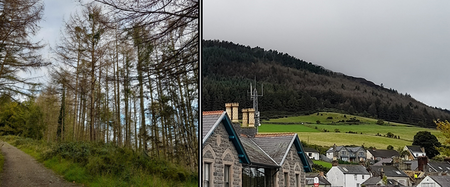 Japanese larch trees infected with P. ramorum in Ireland. Photos: R. O’Hanlon