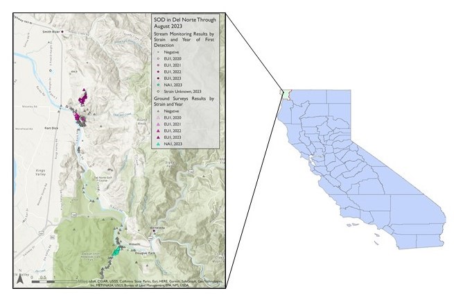 P. ramorum detections in Del Norte County. August 2023.