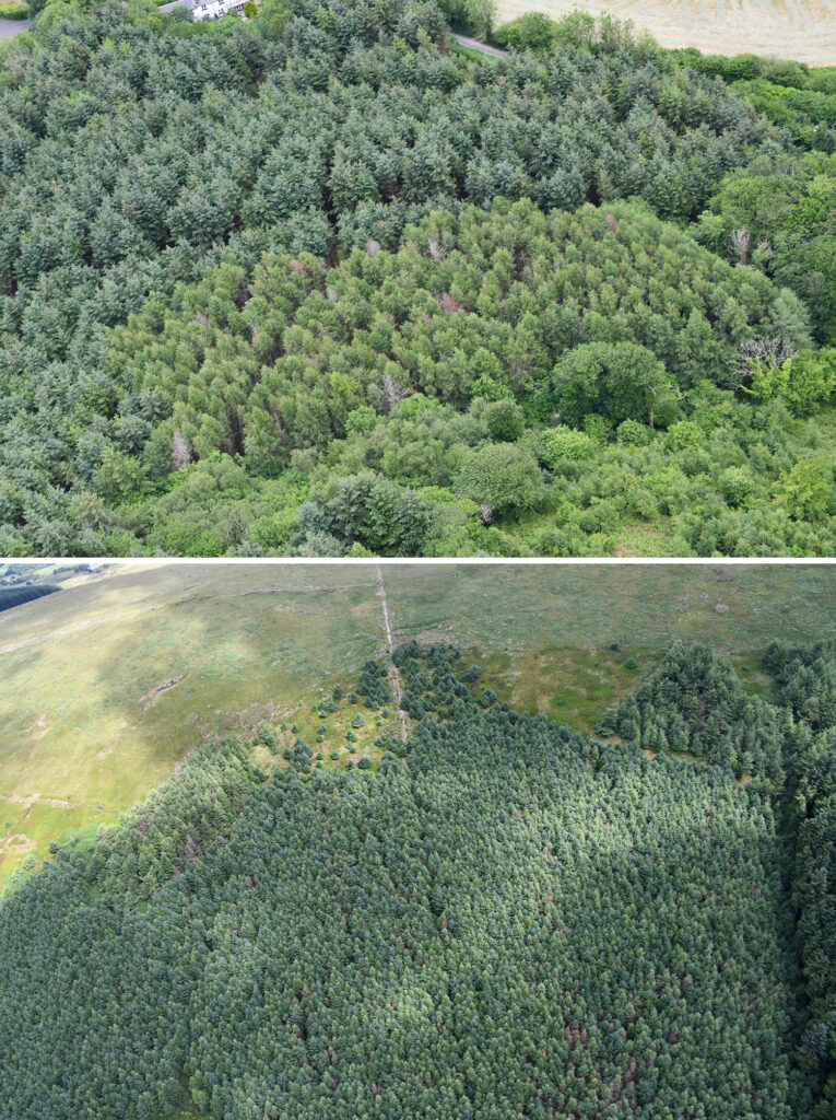 Examples of symptoms observed in smaller (SW England; top photo) or larger larch woodland (Lake District; bottom photo) in 2023.