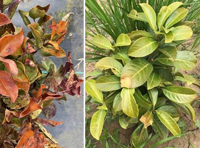 Positive Salal ‘Oregon Wintergreen’ and field grown Prunus laurocerasus.
