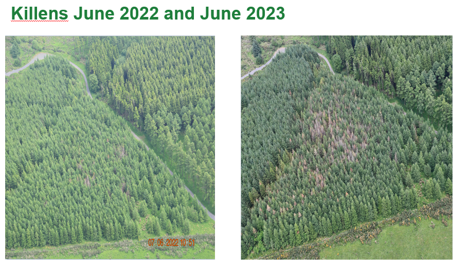 Northern Ireland – Comparison of P. pseudosyringae symptoms on larch in 2022 and 2023.