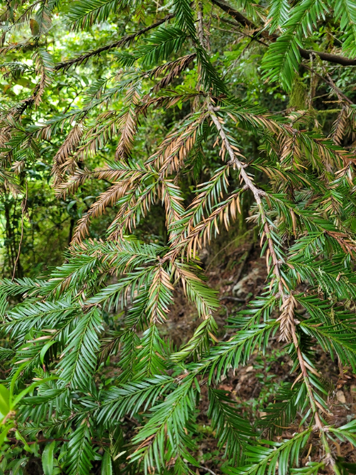 Coast redwood infected by P. ramorum in Rowdy Creek watershed, Del Norte County