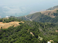 Dead Tanoaks, Big Sur. Photo: Dave Rizzo, UC Davis Dead Tanoaks, Big Sur. Photo: Dave Rizzo, UC Davis