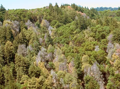 Dead oaks, Marin County. Photo: Kent Julin, Marin County Dead oaks, Marin County. Photo: Kent Julin, Marin County