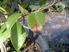 Camellia Leaf. Photo: PHSI Defra, UK