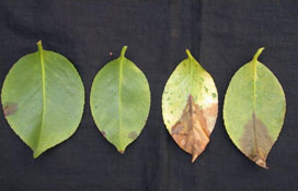 Camellia Leaves. Photo: Cheryl Blomquist, CDFA