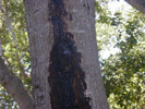 Wetwood Wetwood